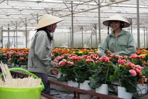 Việt Nam sẽ trở thành Hà Lan của ngành trồng hoa Châu Á?